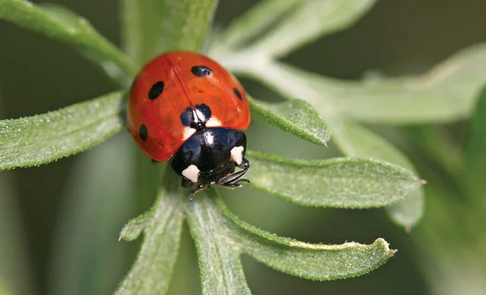 174332138337397-irannaz-com کفشدوزک ، ترفندهای جالب حیوانات هنگام ترس از شکار شدن!