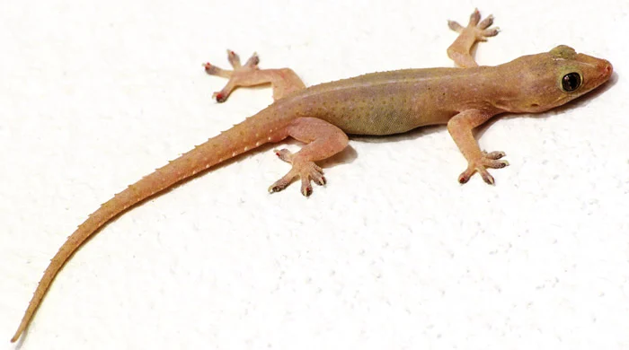 174332138483789-irannaz-com مارمولک