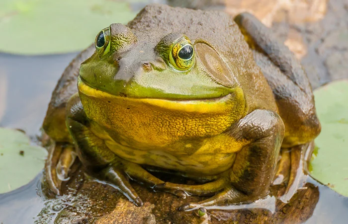 174332138773032-irannaz-com قورباغه ، ترفندهای جالب حیوانات هنگام ترس از شکار شدن!