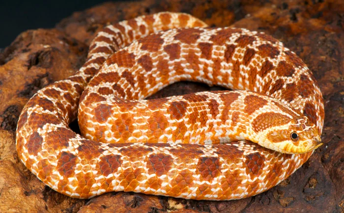 174332138886908-irannaz-com مار