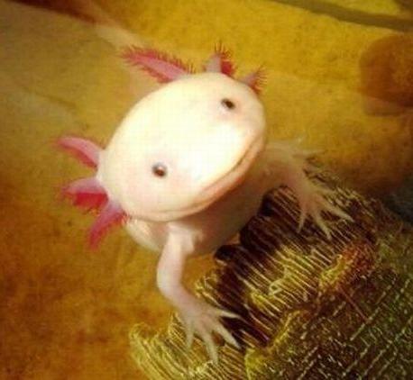 عجیب ترین ماهی دنیا که دست و پا دارد!!