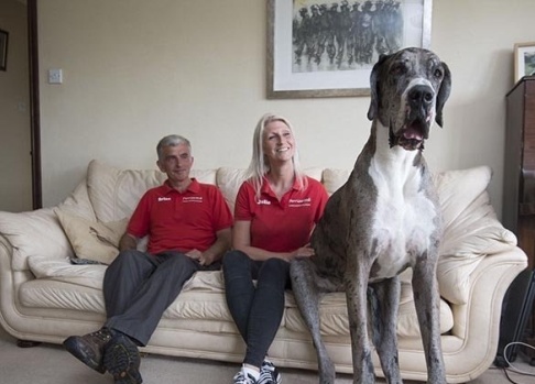 این زن جوان صاحب غول پیکرترین سگ دنیا است (عکس) این زن جوان صاحب غول پیکرترین سگ دنیا است (عکس)