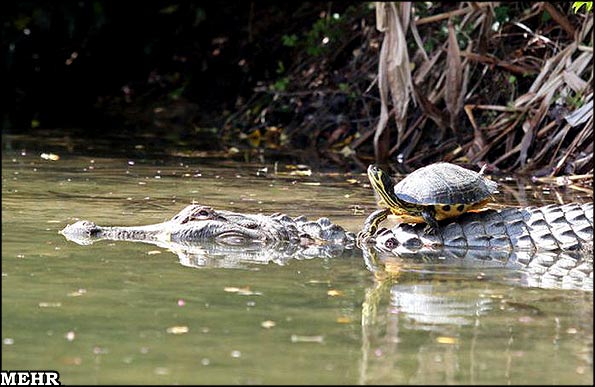 تاریخ و زمان وبگردی؛ دوستی شگفت انگیز کروکودیل و لاک پشت!