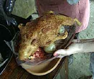 تاریخ و زمان وبگردی؛ انسانها در هر سال یك میلیارد قورباغه می خورند!! تاریخ و زمان وبگردی؛ انسانها در هر سال یك میلیارد قورباغه می خورند!!