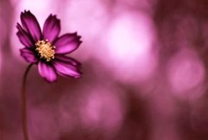 تاریخ و زمان وبگردی؛ رایحه گل مورد علاقه‌ شما چیست؟