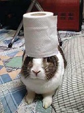 تاریخ و زمان وبگردی؛ خرگوشی که پس از مرگش معروف شد! تاریخ و زمان وبگردی؛ خرگوشی که پس از مرگش معروف شد!