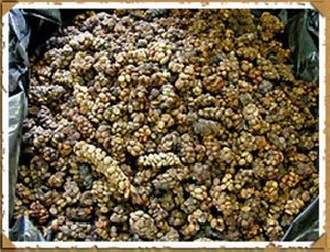 تاریخ و زمان وبگردی؛ تهیه گرانترین قهوه از مدفوع حیوانی بنام لاوک تاریخ و زمان وبگردی؛ تهیه گرانترین قهوه از مدفوع حیوانی بنام لاوک