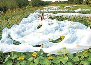 تاریخ و زمان وبگردی؛ عروس چینی نایاب شد !!! تاریخ و زمان وبگردی؛ عروس چینی نایاب شد !!!