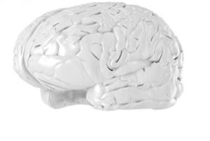 تاریخ و زمان وبگردی؛ از چند درصد مغزمان استفاده می کنیم؟ تاریخ و زمان وبگردی؛ از چند درصد مغزمان استفاده می کنیم؟