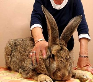 زمان و ساعت وبگردی؛ بلندترینخرگوش دنیا با بیش از یك متر قد زمان و ساعت وبگردی؛ بلندترینخرگوش دنیا با بیش از یك متر قد