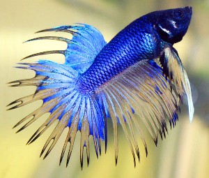 تاریخ و زمان وبگردی؛ ماهیها از خودشان میترسند !! تاریخ و زمان وبگردی؛ ماهیها از خودشان میترسند !!