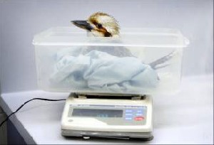 زمان و ساعت وبگردی؛ پرنده چاقی که باید رژیم بگیرد!+عکس زمان و ساعت وبگردی؛ پرنده چاقی که باید رژیم بگیرد!+عکس