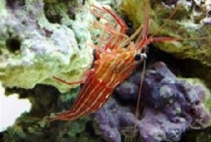 تاریخ و زمان وبگردی؛ موجودی که تصمیم می‌گیرد نر باشد یا دوجنسی!