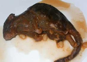 تاریخ و زمان وبگردی؛ كنسرو موش در انگلیس !!