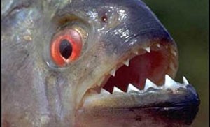 زمان و ساعت وبگردی؛ ماهی بسیار عجیبی که مانند سگ پارس می کند!! زمان و ساعت وبگردی؛ ماهی بسیار عجیبی که مانند سگ پارس می کند!!