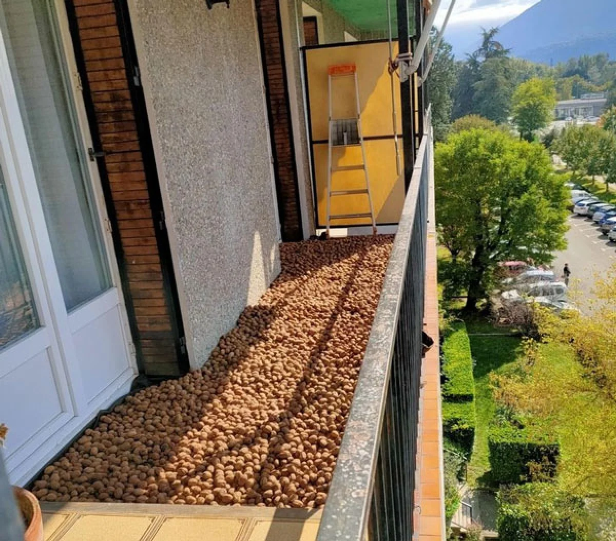 صاحب این خانه مقدار زیادی گردو خریده ، حدس بزنید در این عکس ها چه اتفاقی افتاده؟