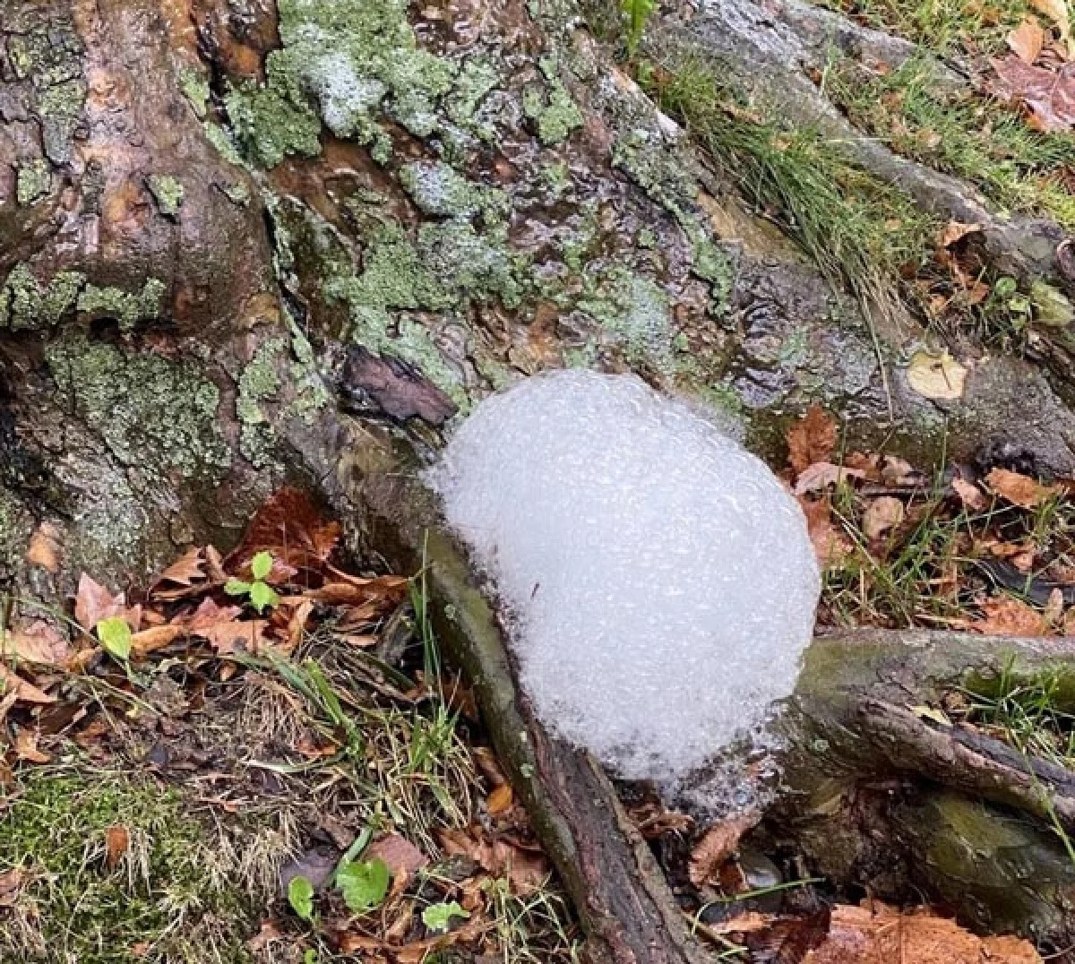 باران روی بعضی از درخت ها کف درست کرده