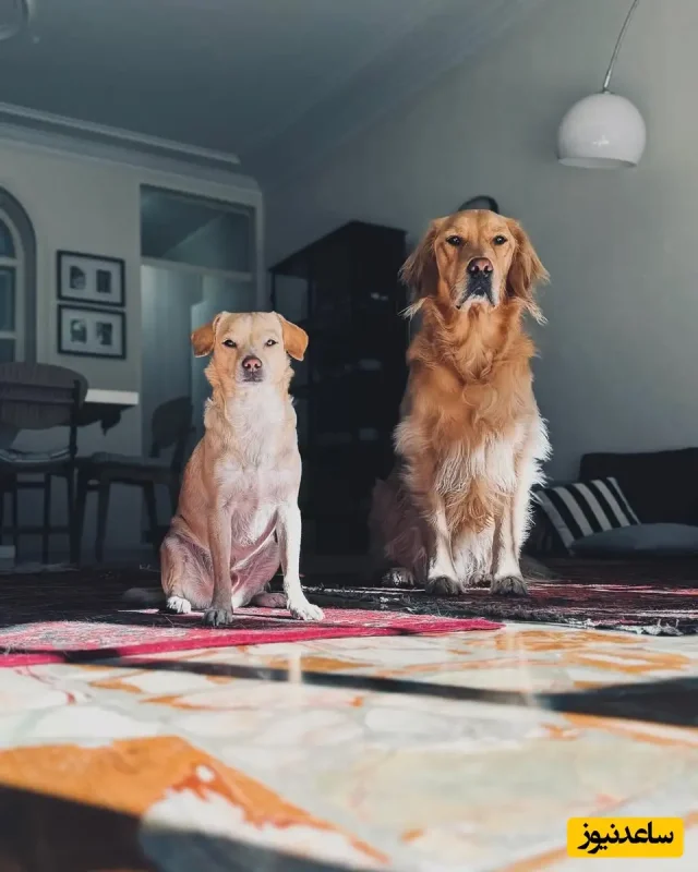 تصاویر دیده نشده | دکوراسیون مینیمال منزل شیدا خلیق و کیوان ساکت اف تصاویر دیده نشده | دکوراسیون مینیمال منزل شیدا خلیق و کیوان ساکت اف