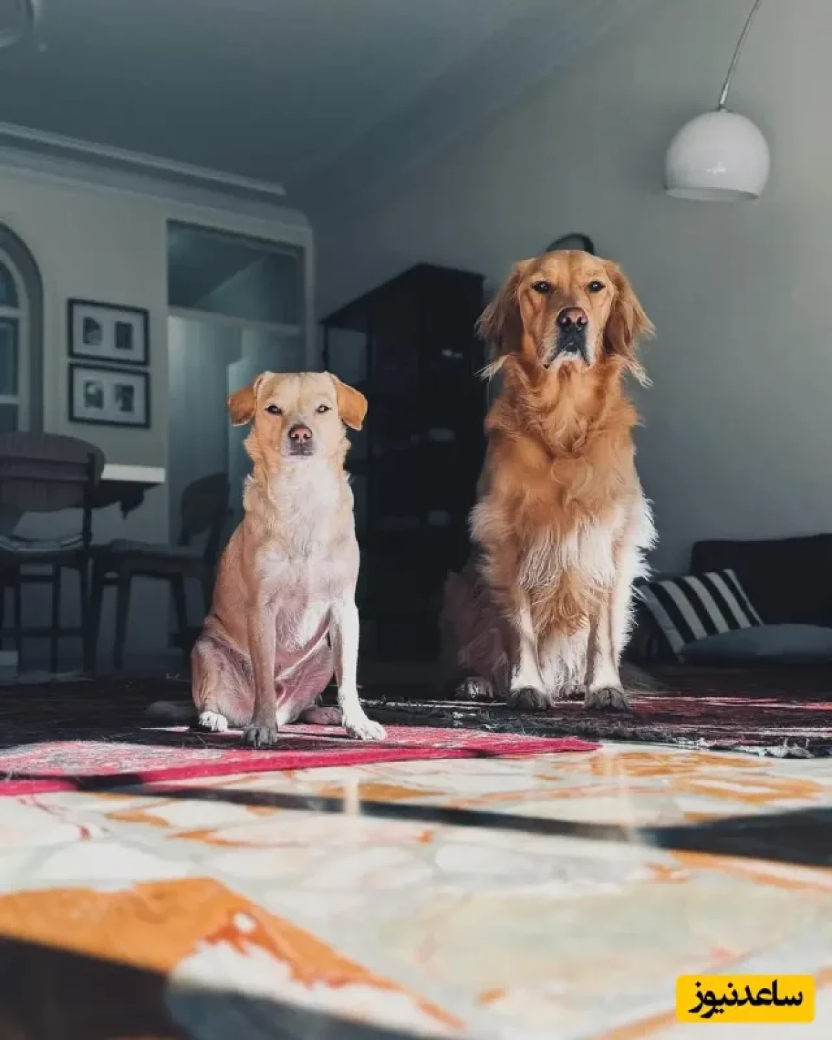 دکوراسیون مینیمال منزل شیدا خلیق و کیوان ساکت اف bgo mashalabrlynsymba 1