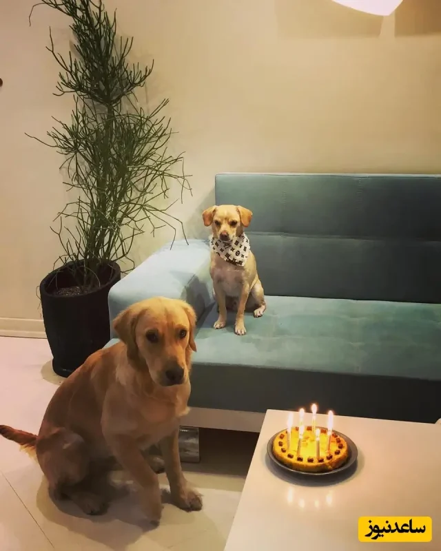 تصاویر دیده نشده | دکوراسیون مینیمال منزل شیدا خلیق و کیوان ساکت اف تصاویر دیده نشده | دکوراسیون مینیمال منزل شیدا خلیق و کیوان ساکت اف