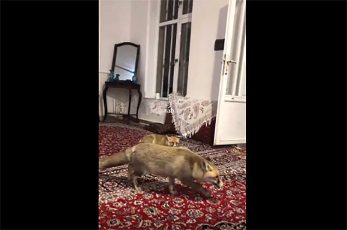 خبر جدید؛ پناه آوردن روباه‌ها در شب برفی به خانه‌های مردم